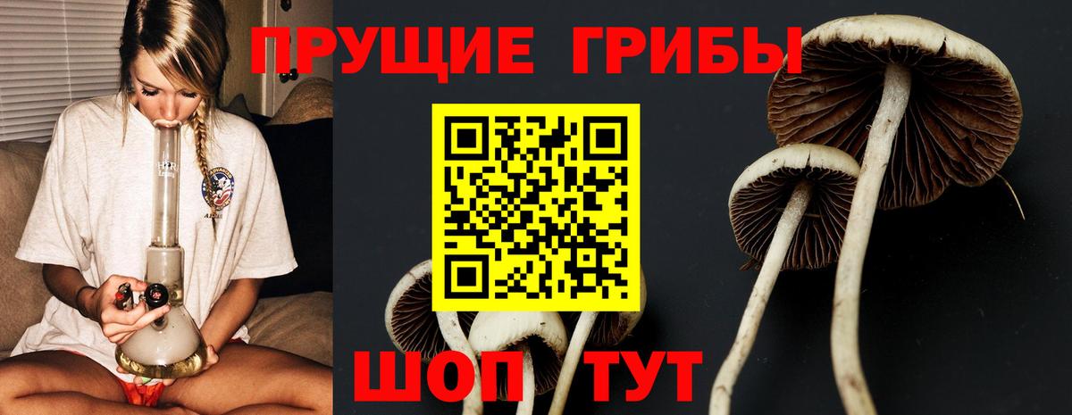цены наркотик  Псилоцибиновые грибы Magic Shrooms  Вход с VPN  Балашиха  Псилоцибиновые грибы Psilocybine cubensis 